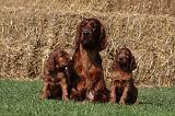 SETTER IRLANDAIS 137